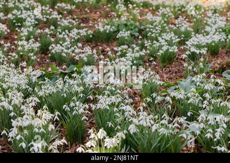 Tappeto di fiori di Snowdrop, Galanthus nivalis, Dorset, Inghilterra, Regno Unito Foto Stock