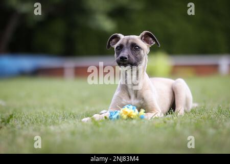 Cucciolo di frusta con faccia divertente in giardino. Giovane razza di cane inglese fuori. Animali domestici su prato verde. Foto Stock