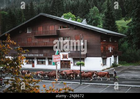 Contadini che camminano le loro mucche sulla strada in un piccolo villaggio delle Alpi Foto Stock