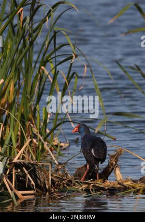 Swamphen viola (Porphyrio porphyrio porphyrio) adulto in piedi sulla piattaforma nido Algarve, Portogallo Aprile Foto Stock