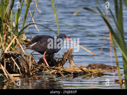 Swamphen viola (Porphyrio porphyrio porphyrio) adulto in piedi sulla piattaforma nido Algarve, Portogallo Aprile Foto Stock