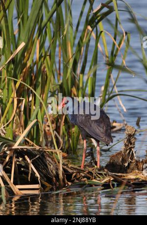 Swamphen viola (Porphyrio porphyrio porphyrio) adulto in piedi sulla piattaforma nido Algarve, Portogallo Aprile Foto Stock