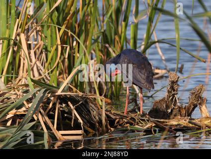 Swamphen viola (Porphyrio porphyrio porphyrio) adulto in piedi sulla piattaforma nido preening Algarve, Portogallo Aprile Foto Stock