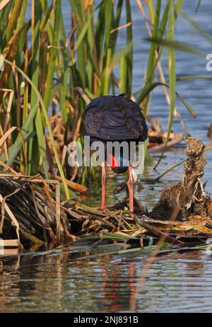 Swamphen viola (Porphyrio porphyrio porphyrio) adulto in piedi sulla piattaforma nido preening Algarve, Portogallo Aprile Foto Stock