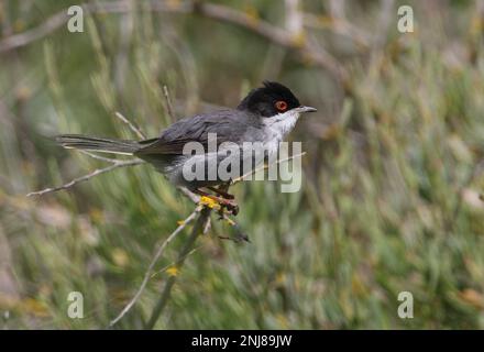 Sardo Warbler (Sylvia melanocephala) maschio adulto arroccato su vegetazione morta Ria Formosa NP, Algarve, Portogallo Aprile Foto Stock