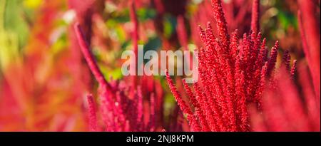 Fiori rossi di amaranto commestibile da vicino sullo sfondo di piante di amaranto piantate nel campo. Messa a fuoco selettiva. Sfondo agricolo, bann Foto Stock