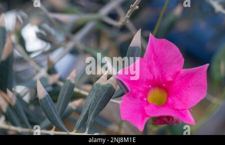 Un primo piano dei bellissimi fiori rosa di Mandevilla, o Dipladenia sanderi, un fiore in fiore. Foto Stock