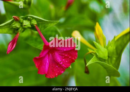 Primo piano di un fiore rosso delle quattro (Mirabilis jalapa) con gocce di pioggia sui petali. Foto Stock