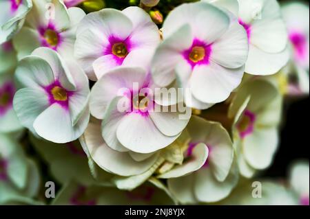 Primo piano della flox bianca e rosa. Foto Stock