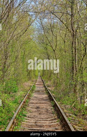 Meraviglia della natura - vero tunnel d'amore, alberi verdi e la ferrovia, Ucraina. Foto Stock