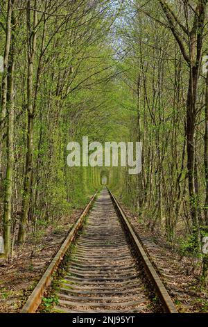 Meraviglia della natura - vero tunnel d'amore, alberi verdi e la ferrovia, Ucraina. Foto Stock