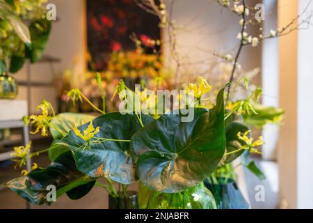 Vasi decorativi in vetro con fiori. Green Philodendron Burle-marxii e Gloriosa superba in primo piano. Foto Stock