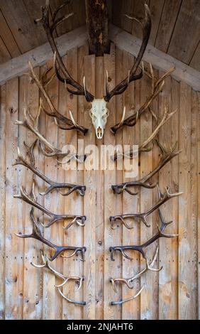 Le corna di cervi e i teschi di cervi pendono su una parete di legno come decorazione, tiro verticale Foto Stock