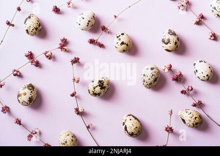 Uova di quaglia e fiori primaverili viola sparsi su sfondo viola Foto Stock
