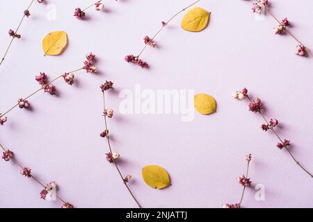 Fiori primaverili sparsi su sfondo viola Foto Stock