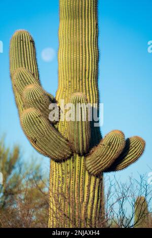 Un tronco di saguaro con braccia spesse che si incurvano verso l'alto e una luna pallida, morbida e sfocata nel cielo blu accanto, nel Saguaro National Park, Arizona. Foto Stock