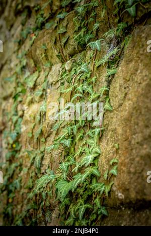 l'edera verde croccante cresce lungo un vecchio muro. Un bel gioco di colori. Foto Stock
