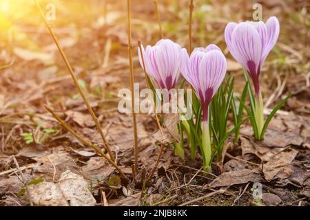 Perdete di grande porpora Re di Striped Crocus in una soleggiata giornata primaverile. Natura concetto per il design Foto Stock