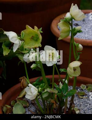 Primo piano dei fiori di Helleborus x lemperii Linda pianta coltivata in vaso fioritura in inverno nel giardino. Foto Stock