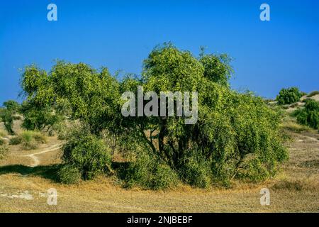 Salvadora persica ben noto come Peelu o albero di spazzolino da denti nel deserto Foto Stock