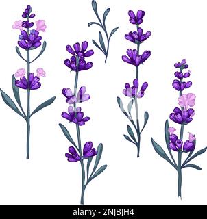 Fiori di lavanda. Provenza erbe floreali con fiori.. Illustrazioni vettoriali disegnate a mano isolate su sfondo bianco Illustrazione Vettoriale