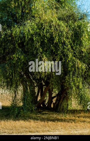 Salvadora persica o l'albero dello spazzolino da denti nel deserto arido Foto Stock