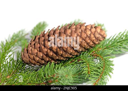 Rametto di abete rosso e coni di abete rosso su fondo bianco Foto Stock