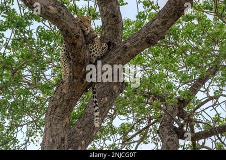 Leopardo che dorme nei rami di un albero Foto Stock
