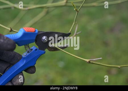 Mano con cesoie da giardino blu che tagliano un ramo in primavera, potatura stagionale di rosa e arbusto, sfondo verde, spazio copia, messa a fuoco selezionata, profondità stretta o Foto Stock