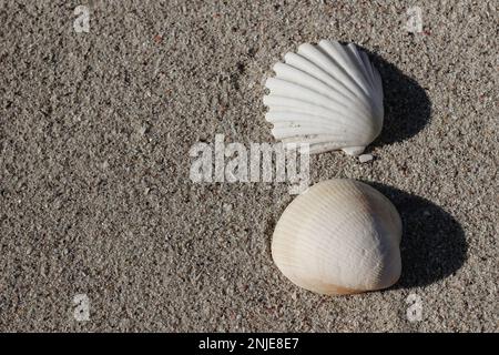 Primo piano di capesante bianche e beige sulla spiaggia di sabbia dorata. Guscio pellegrini. Bellissimo conch. Vacanza estiva, concetto tracel. Mare, oceano vita marina Foto Stock