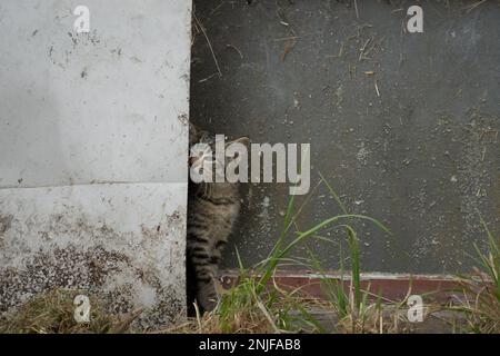 Carino gattino tabby che si nasconde dietro lamiera di metallo su impostazione fattoria. Foto Stock