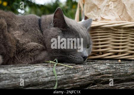 Gatto grigio che dorme su una panca rustica in legno all'aperto, cestello in vimini sullo sfondo. Foto Stock