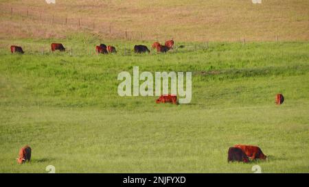 Mucche rosse scozzesi pascolano in un prato verde Foto Stock