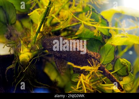 Pesce gatto Bushymouth - Ancistrus dolichopterus Foto Stock