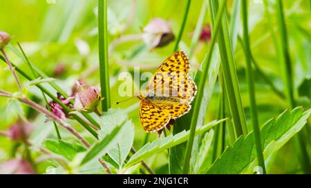 Bella farfalla raccoglie nettare da un fiore Foto Stock