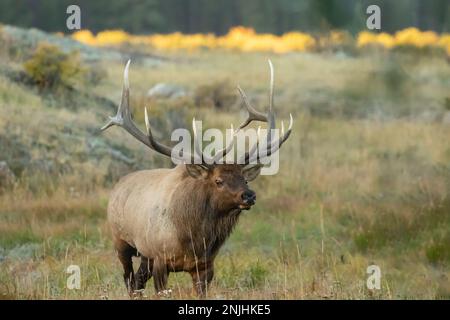 Foto di Large Bull Elk scattata durante il Rut nel Parco Nazionale delle Montagne Rocciose in Colorado Foto Stock