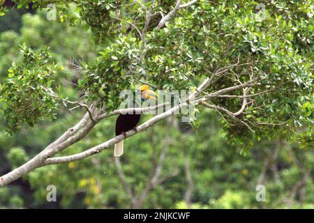 Un individuo femminile di becco d'ornamento knobbed, o a volte chiamato Sulawesi becco rugato (Rhyticeros cassidix), è foraging su un albero in una zona della foresta pluviale vicino al Monte Tangkoko e Duasudara in Bitung, Sulawesi settentrionale, Indonesia. A causa della loro dipendenza dalle foreste e da alcuni tipi di alberi, le corna in generale sono minacciate dal cambiamento climatico. "Ci sono prove in rapida crescita per gli effetti negativi delle alte temperature sul comportamento, la fisiologia, l'allevamento e la sopravvivenza di varie specie di uccelli, mammiferi e rettili in tutto il mondo", ha detto il dottor Nicholas Pattinson, uno scienziato. Foto Stock