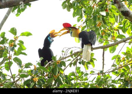 Un paio di corna knobbed, o a volte chiamato Sulawesi rugged hornbill (Rhyticeros cassidix), sta condividendo il cibo come stanno foraging su un ficus (fico) albero nella riserva naturale di Tangkoko, Sulawesi settentrionale, Indonesia. A causa della loro dipendenza dalle foreste e da alcuni tipi di alberi, le corna in generale sono minacciate dal cambiamento climatico. "Ci sono prove in rapida crescita per gli effetti negativi delle alte temperature sul comportamento, la fisiologia, l'allevamento e la sopravvivenza di varie specie di uccelli, mammiferi e rettili in tutto il mondo", ha detto il dottor Nicholas Pattinson, uno scienziato dell'Università di Città del Capo. Foto Stock