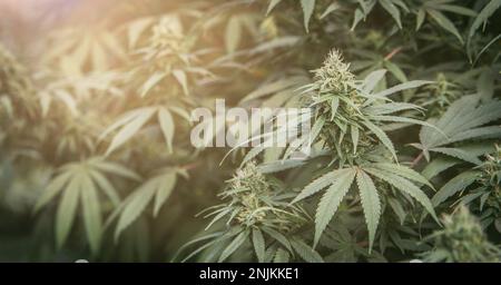 Boccioli di cannabis, piante di marijuana, una vista ravvicinata di un giovane boccioli di marijuana medica fiorita al coperto. Foto Stock