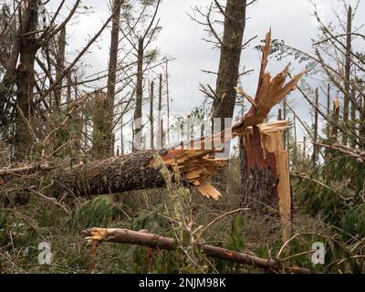 Una vista ravvicinata di un tronco di pino strappato in una piantagione di foresta dopo la tempesta ciclone Gabrielle.Almost ogni albero è stato strappato da forti venti alti Foto Stock