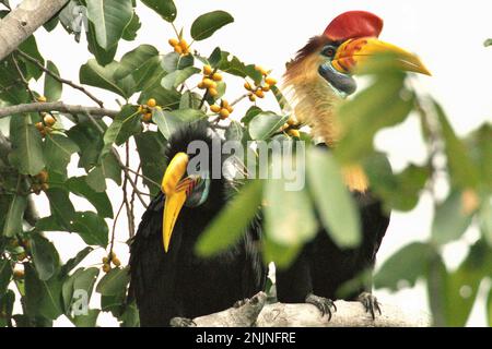 Un paio di corna knobbed, o a volte chiamato Sulawesi rugged hornbill (Rhyticeros cassidix), è fotografato come sono appollaiati su un ramo di un fico in una zona della foresta pluviale vicino al Monte Tangkoko e Duasudara in Bitung, Sulawesi Nord, Indonesia. A causa della loro dipendenza dalle foreste e da alcuni tipi di alberi, le corna in generale sono minacciate dal cambiamento climatico. "Ci sono prove in rapida crescita per gli effetti negativi delle alte temperature sul comportamento, la fisiologia, l'allevamento e la sopravvivenza di varie specie di uccelli, mammiferi e rettili in tutto il mondo", ha detto il dottor Nicholas Pattinson, Foto Stock