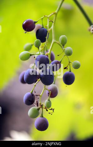 Maturazione delle uve sulla vite, Douelle, dipartimento Lot, Francia Foto Stock