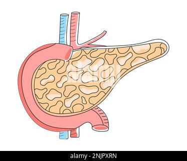 Il pancreas con le arterie è indicato nello stile del doodle. Organo interno del sistema digestivo su sfondo bianco. Vettore icona assistenza sanitaria in stile piatto per Illustrazione Vettoriale