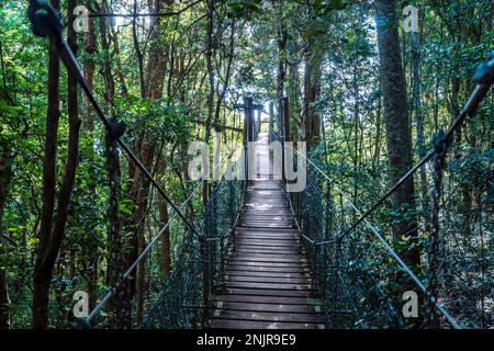 Passeggiata sulla cima degli alberi al Parco Nazionale di Lamington, Queensland, Australia Foto Stock