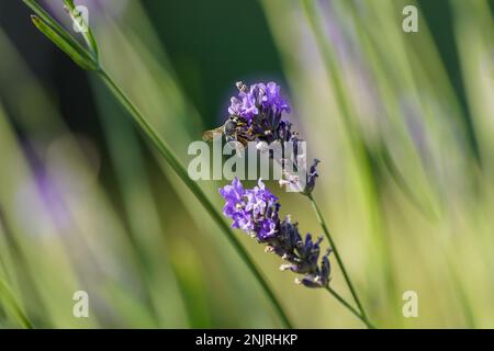 Una vespa raccoglie il nettare su un fiore di lavanda. Primo piano di insetto. Foto Stock