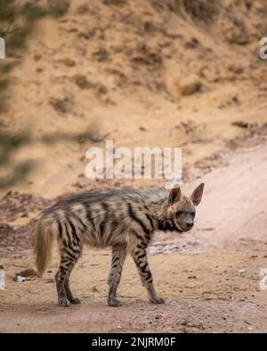 Hyena hyena o Striped hyena profilo laterale con contatto con gli occhi sulla strada di blocco del percorso safari durante il safari all'aperto nella giungla nel parco nazionale di ranthambore Foto Stock