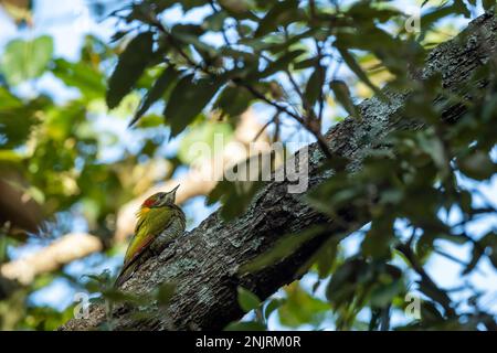 Minore yellownape o Picus chlorolophus picchio uccello arroccato sul ramo ai piedi della foresta di himalaya uttarakhand india asia Foto Stock