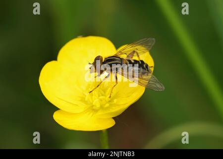 Particolare primo piano sulla strana mosca di Duckfly, Anasimyia lineata, seduta su un fiore giallo di coppa Foto Stock