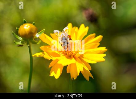 Ape selvaggia su un astro giallo. Primo piano di insetto che raccoglie nettare. Foto Stock