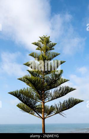 Afrika, Marokko, Südmarokko, Sidi Ifni, Norfolktanne, Araucaria eterofilla Foto Stock